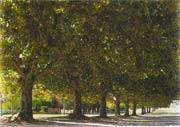 arboriza&ccedil;&atilde;o