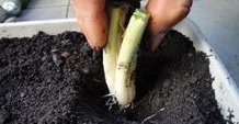 Plantando bulbo de cebilinha