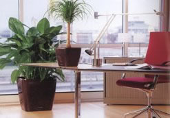 plantas decorativas