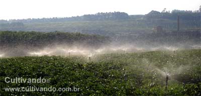 Irrigação batata