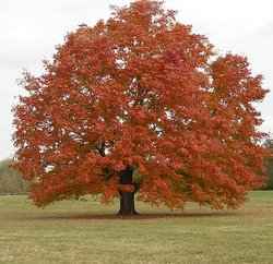 Árvore Maple