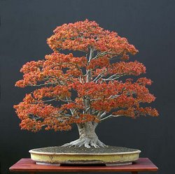 Bonsai de Maple