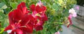 Flores