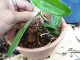 Acomodação da muda de orquídea