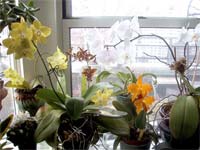 Orquídeas na janela