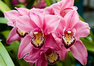 cymbidium.jpg