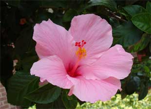 Hibisco