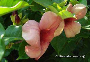 Alamanda