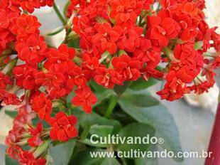 Kalanchoe