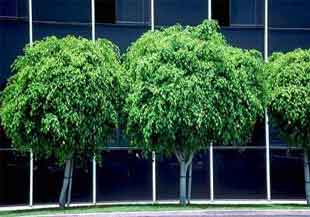 Ficus