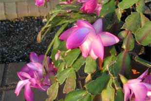 Flor de Maio