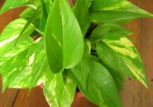 Jib&oacute;ia planta
