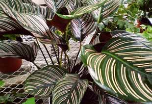 Maranta