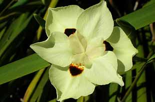 Mor&eacute;ia bicolor