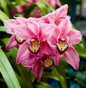 Cymbidium