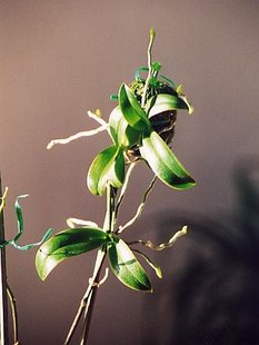 Keikis de Phalaenopsis