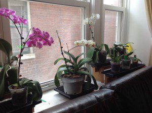 Onde deixar as orquídeas – Cultivando
