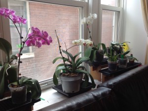 Procure deixar as orquídeas flroridas nas janelas, ou pelo menos próximas delas.