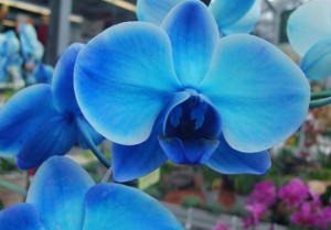 Minha orquídea azul gerou flores brancas. O que aconteceu? – Cultivando