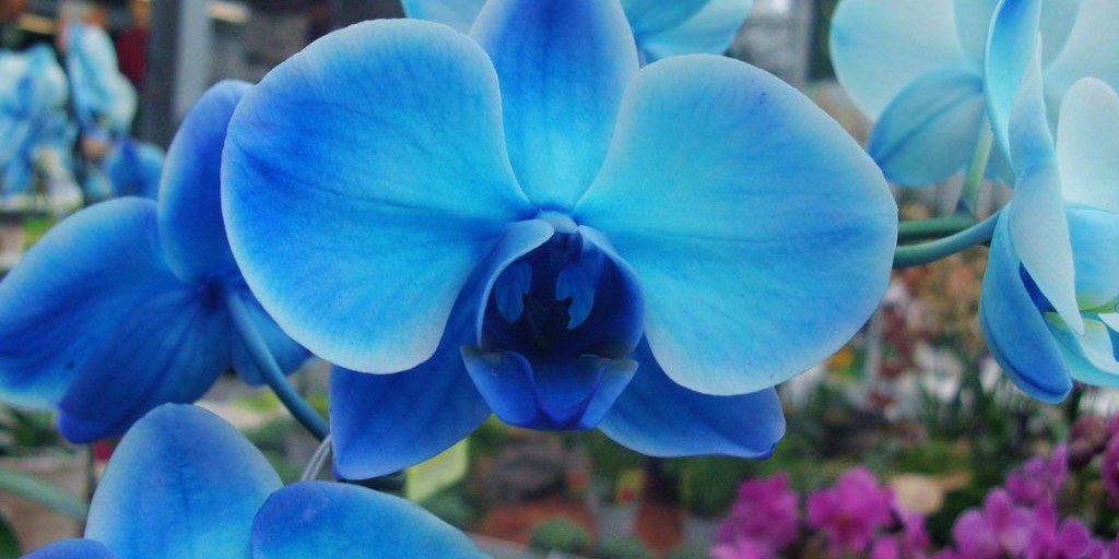 A orquídea azul é transgênica? – Cultivando