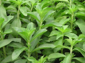 A planta da Stevia