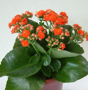 Kalanchoe