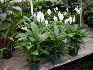 Lírio-da-Paz (Spathiphyllum wallisii) – Cultivando