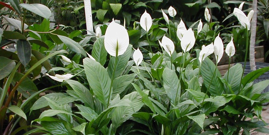 Lírio-da-Paz (Spathiphyllum wallisii) – Cultivando