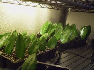 reproducao zamioculcas