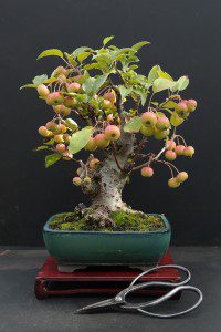 Bonsai de frutífera. Esse está muito mais carregado que o que seria esperado.