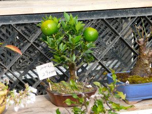 Bonsai desproporcional de frutas cítrica.