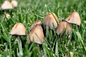 Cogumelos crescendo em meio à grama.