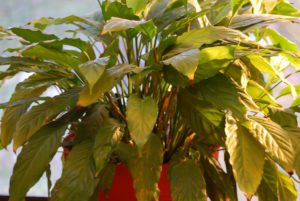 Folhas de plantas amarelando – O que pode ser? – Cultivando
