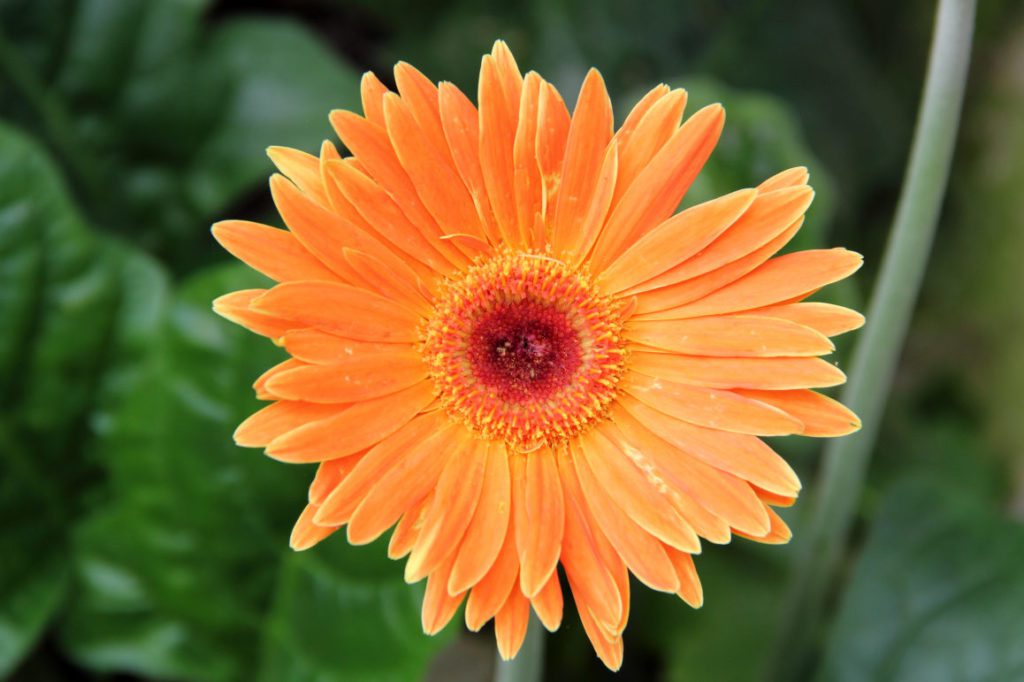 Gerbera