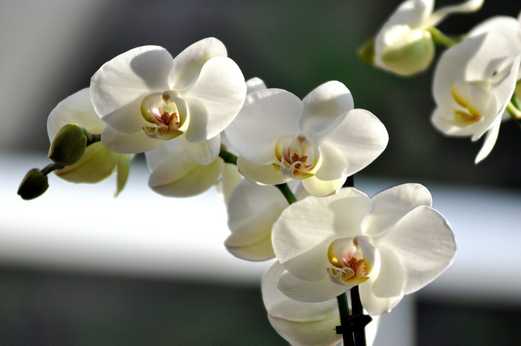 Phalaenopsis