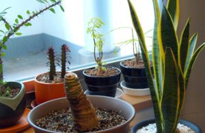 Plantas deixadas dentro de casa podem ficar sobre pratos.