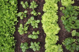 Escolha os mais fáceis de cultivar primeiro.