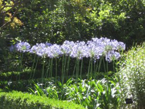 Agapanto – Agapanthus africanus – Cultivando