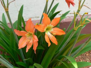 Amarílis – Hippeastrum hybridum – Cultivando