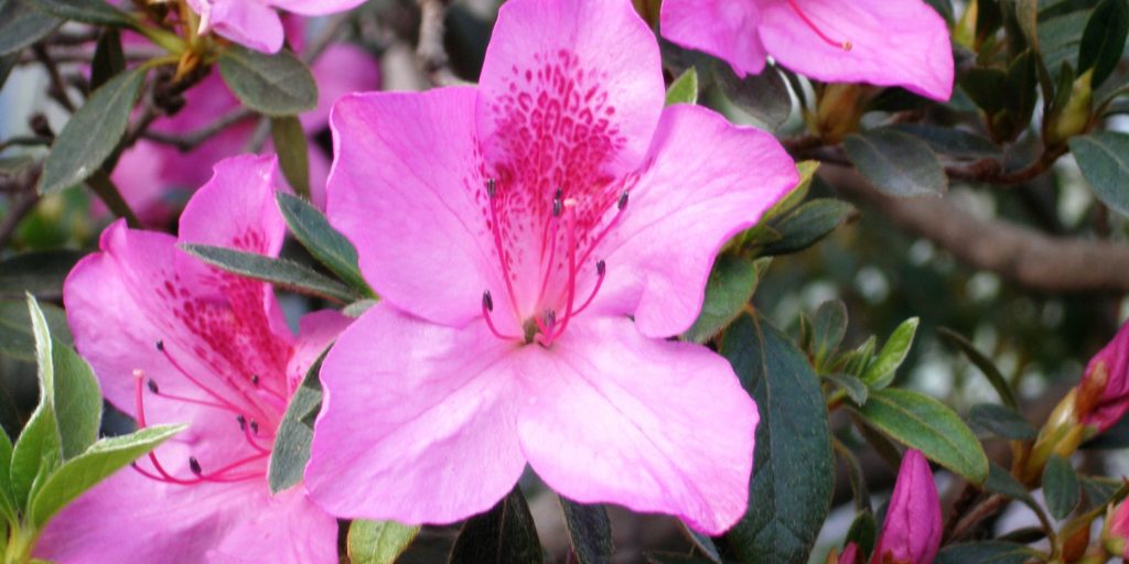Azaléia – Rhododendron simsii – Cultivando