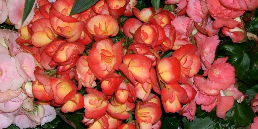 Begônia (Begonia elatior) – Cultivando