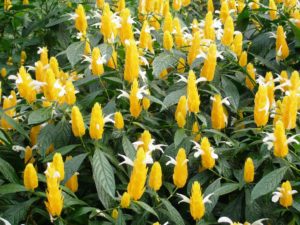 Camarão-amarelo (Patchystachys lutea) – Cultivando