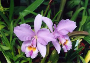 Cattleya