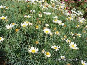 Margarida-branca (Chrysanthemum anethifolium) – Cultivando