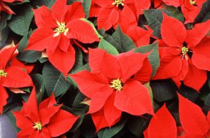 Poinsetia