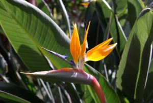 Strelitzia