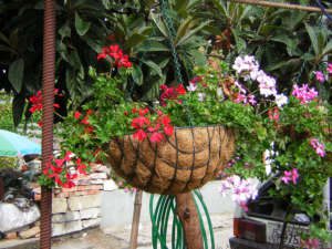 Gerânio-pendente (Pelargonium peltatum) – Cultivando