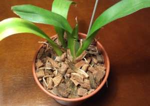 Minhas orquídeas não florescem. O que fazer? – Cultivando