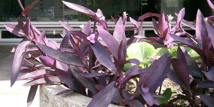 Coração-roxo – Tradescantia pallida – Cultivando