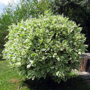 Ficus – Ficus benjamina – Cultivando